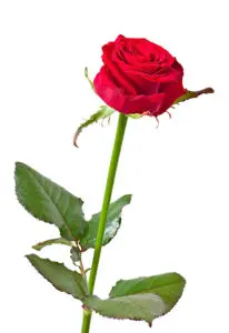 Rose Service Icon