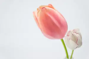 Tulip Service Icon
